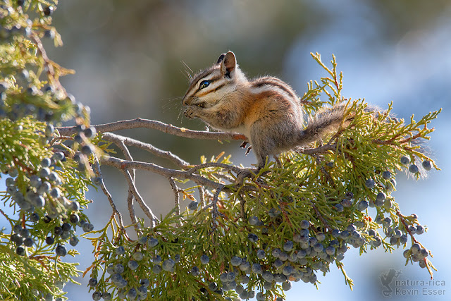 Neotamias umbrinus - Uinta Chipmunk