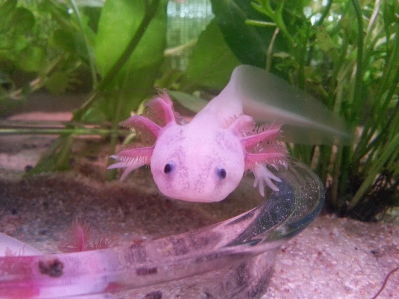 Ajolote o axolotl (Ambystoma mexicanum)