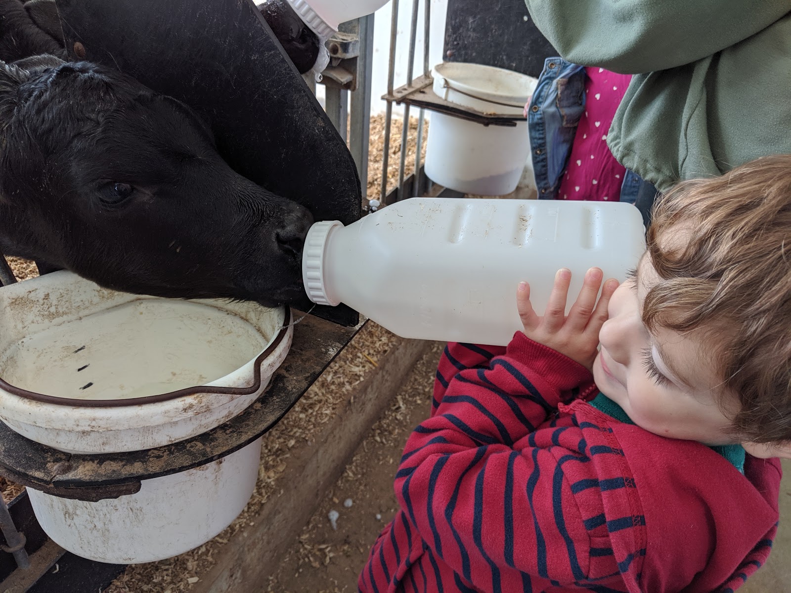 Jennifer's 365 Project 3832/365 Dairy Discovery