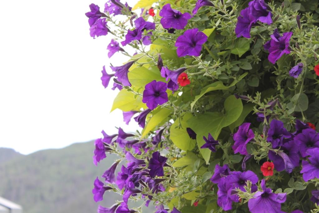 The Flowers of Vail Miss Kopy Kat