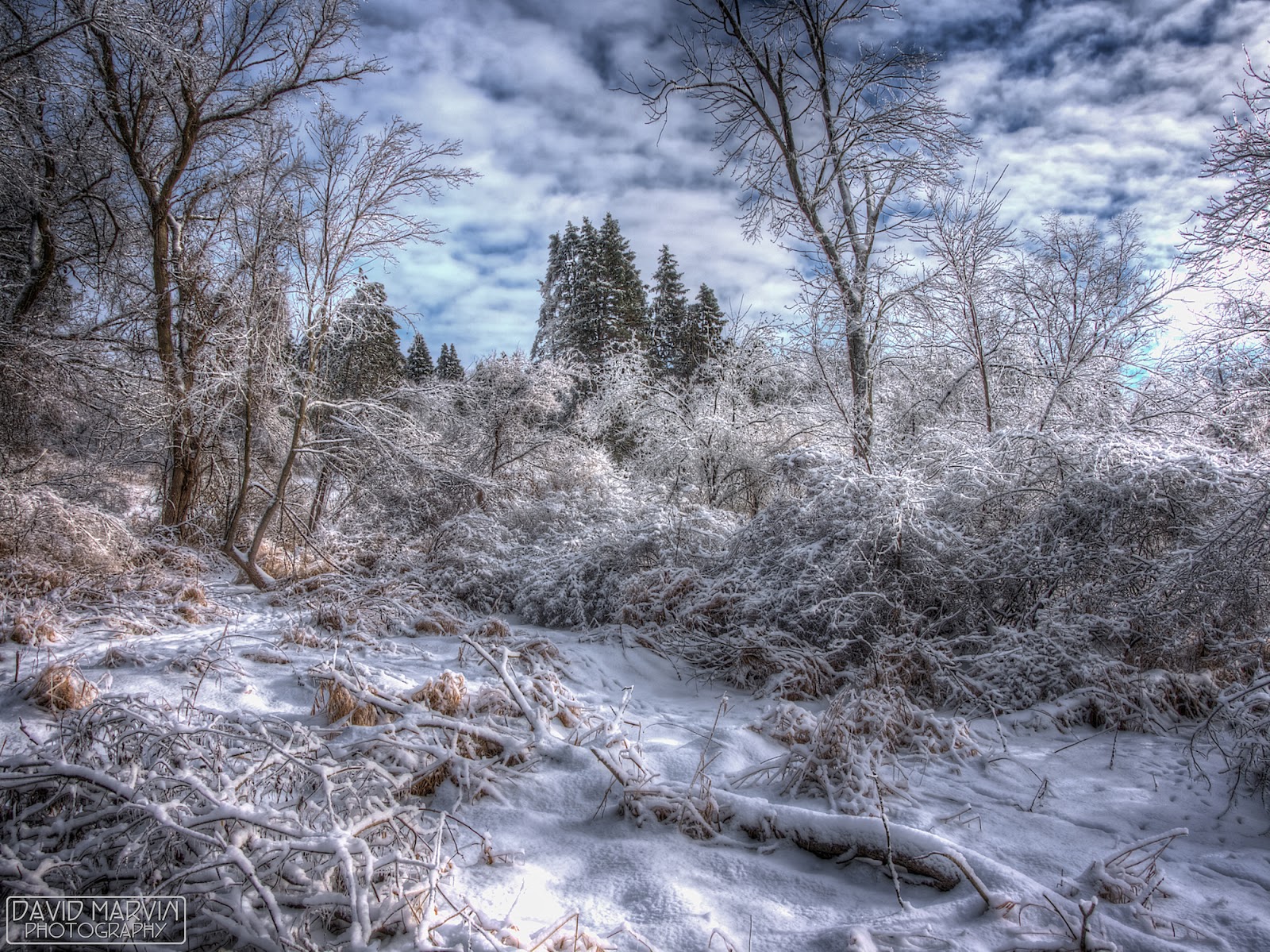 David Marvin Photography - Lansing, Michigan: Winter Wonderland