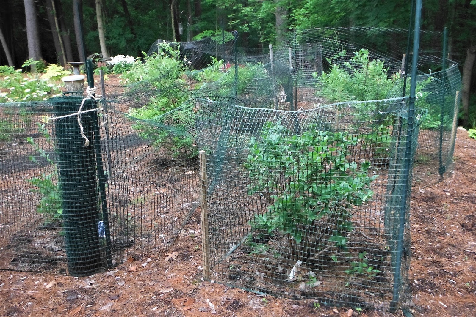 Blueberry Bushes Along Fence