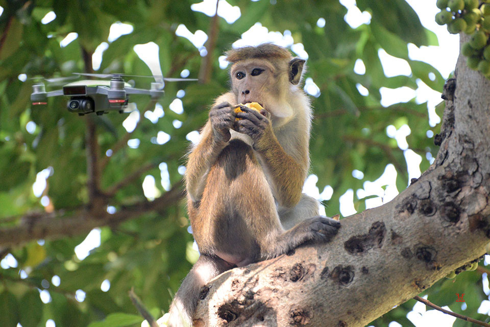 Drone Confiscation After Illegal Drone Launch in National Park Area