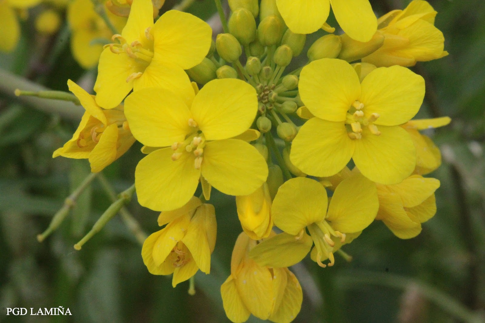 EL BLOG DE CHICHO BRASSICA NAPUS. Var. NAPOBRASSICA. nabo forrajero o nabicol.