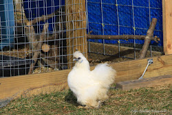 coop chicken space run much need natural keeping perches chickens building