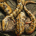 Arqueólogos revelan la forma de la serpiente antes de que Dios la maldijera en Edén
