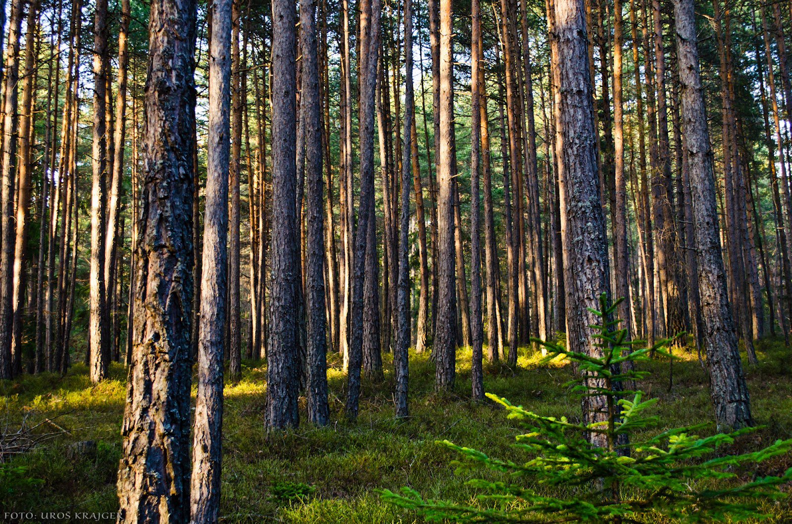 Uroš Krajger photography: March 2012