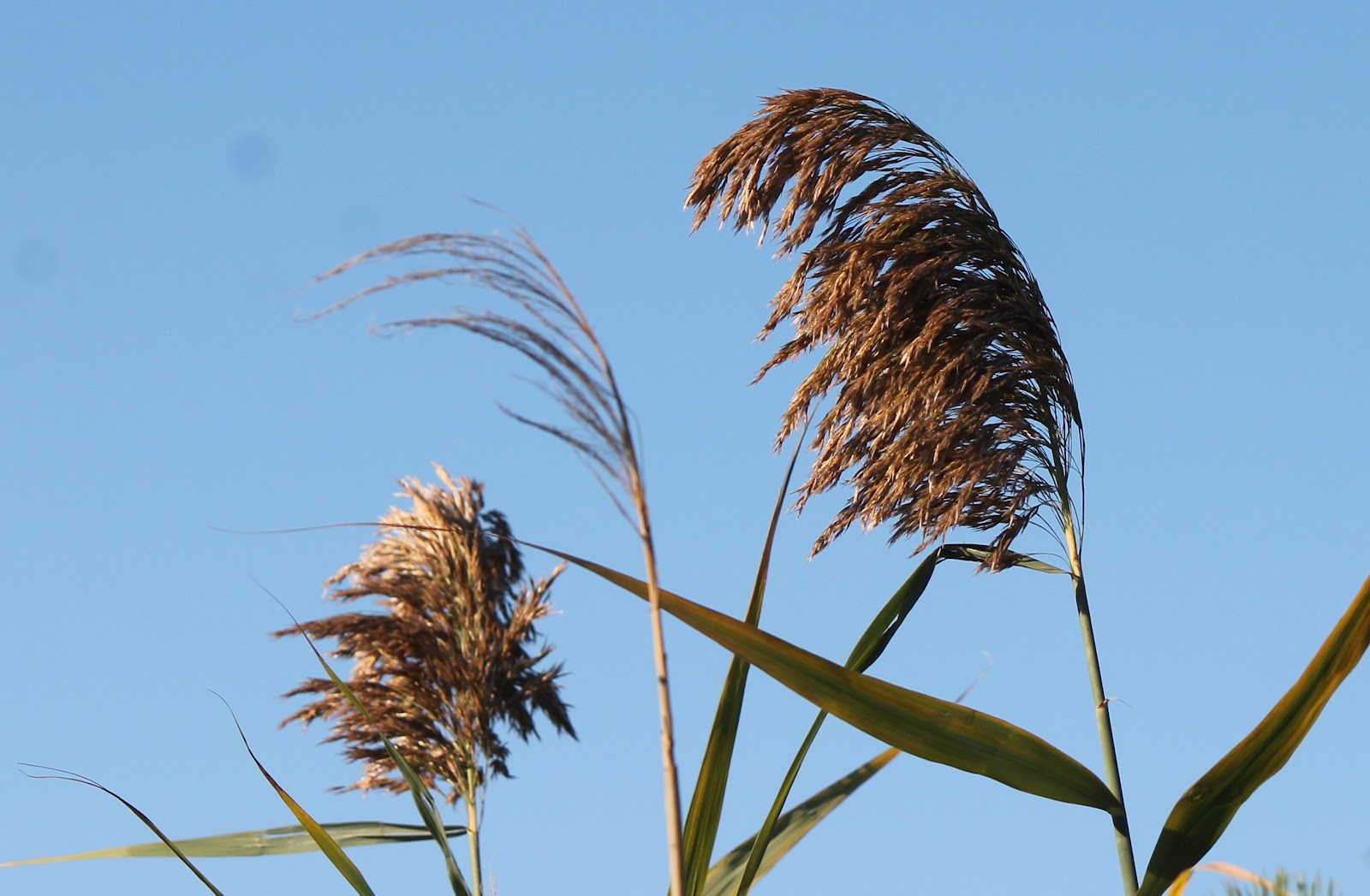 Found on the Trail Common Reed