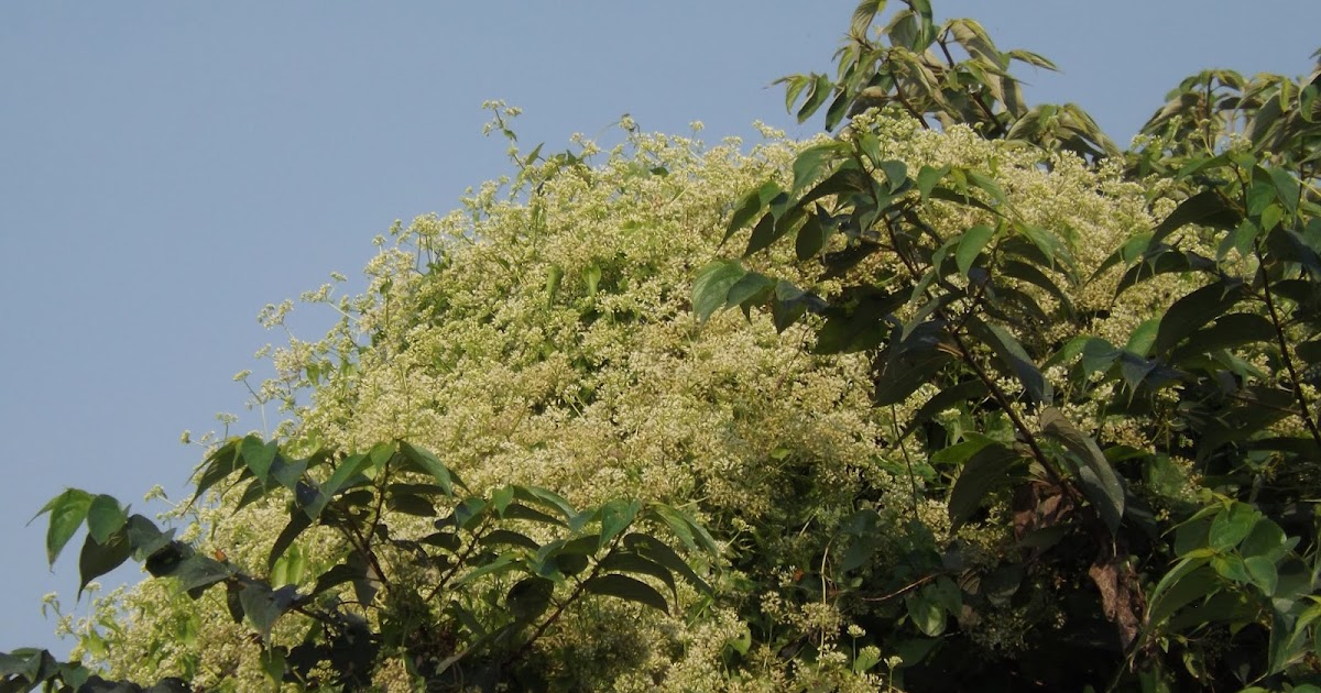 New Plant Indigenous May 2012