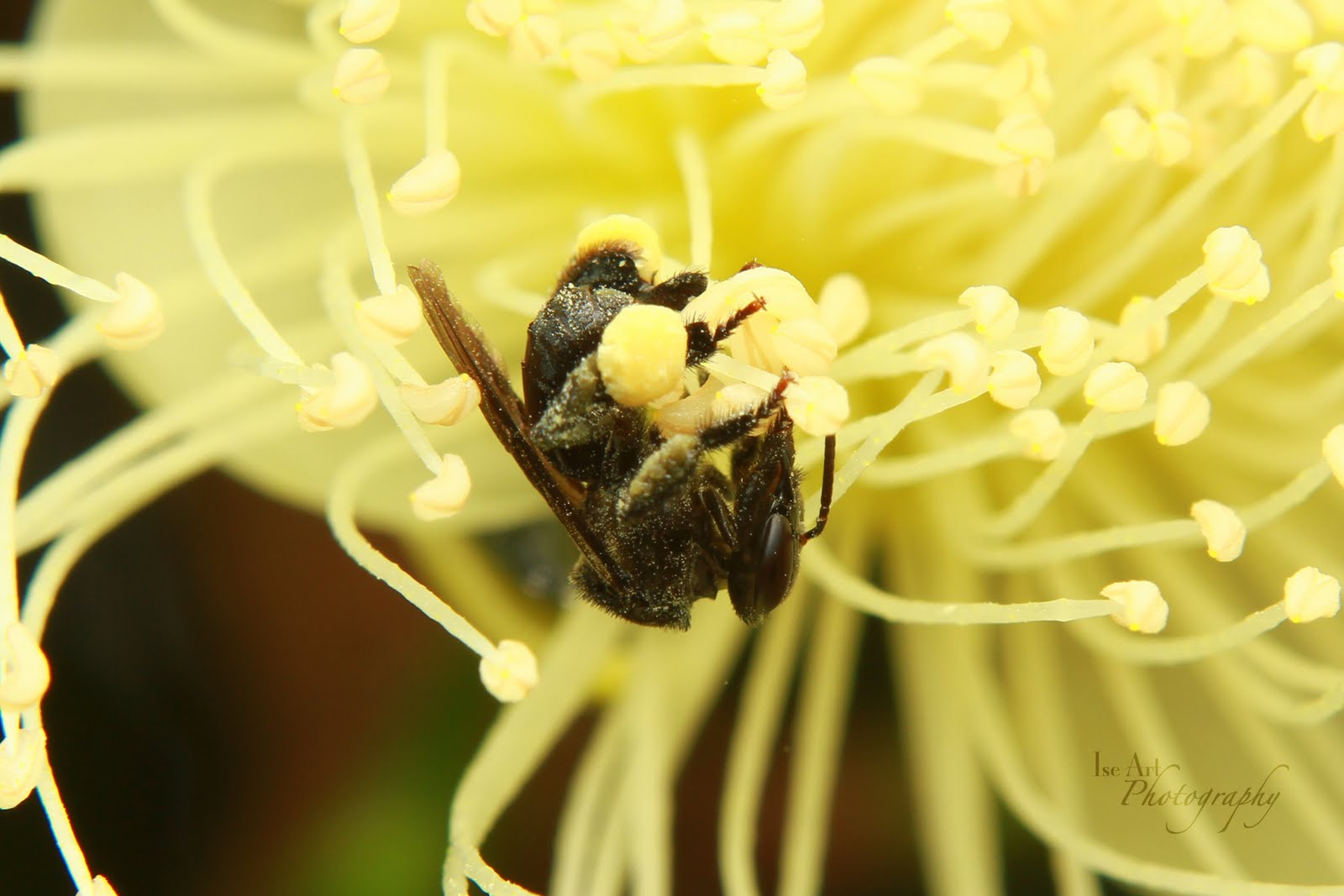 Ise1920 photographer: harum bungaan dan manisnya debunga