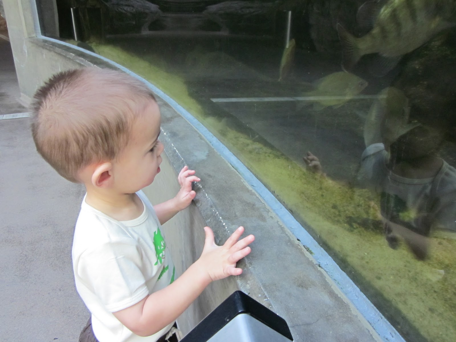 Arrows Sent Forth: Visiting the Florida Aquarium