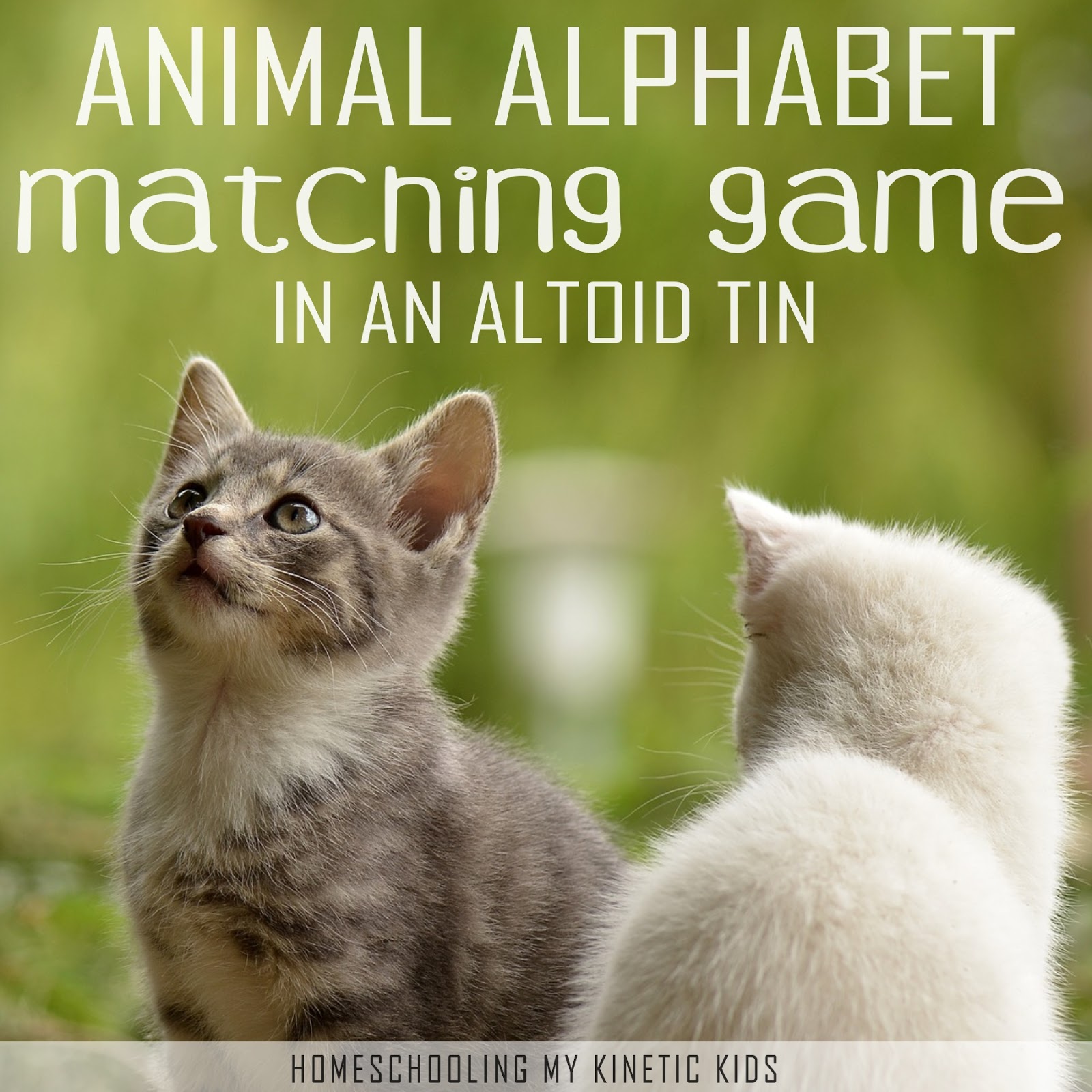 alpha zoo game alpha zoo game