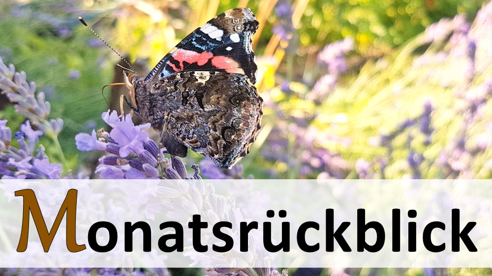 Schmetterling im Lavendel