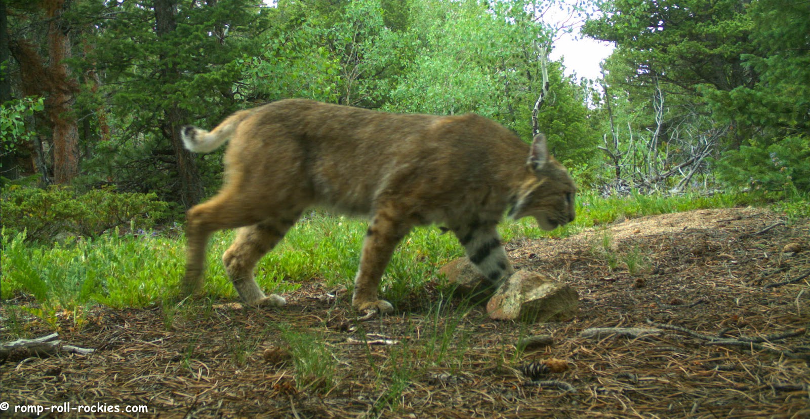 Romping and Rolling in the Rockies A bobcat's prey escapes