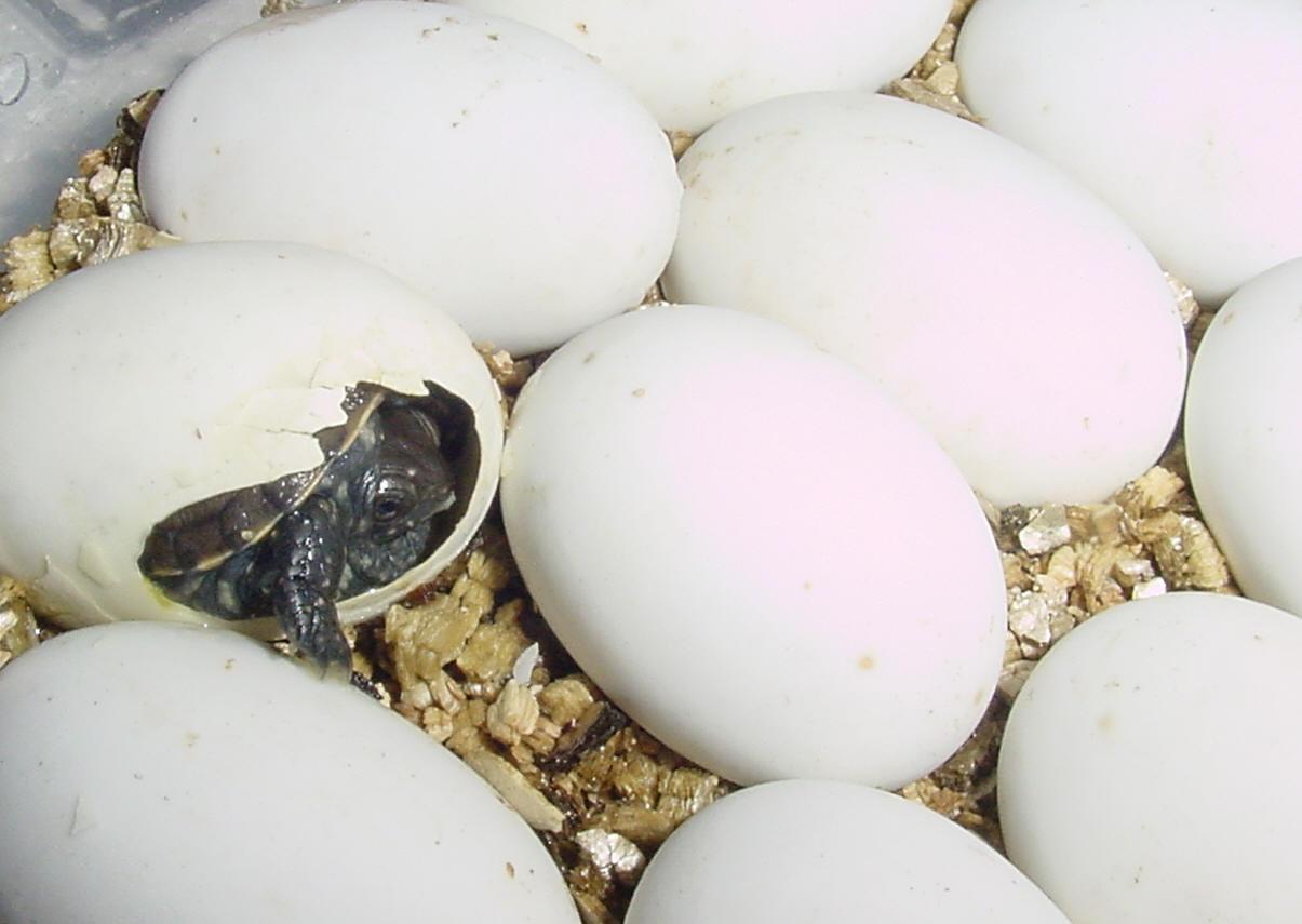 Science: Animals that Lay Eggs