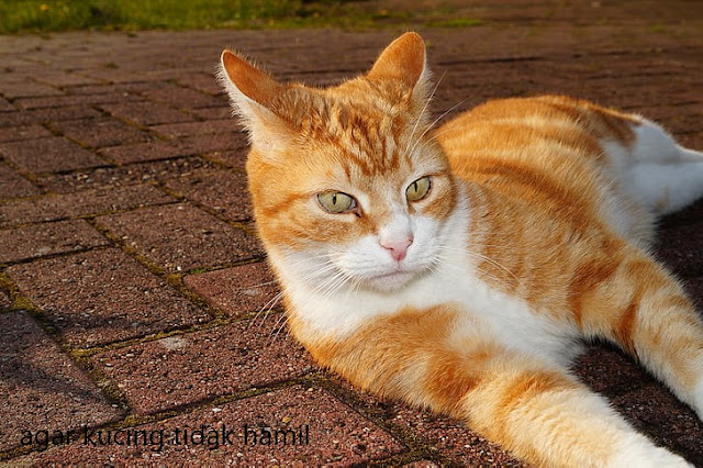 Agar Kucing Tidak Hamil, Bagaimana Caranya? Agar Kucing Tidak Hamil, Bagaimana Caranya?