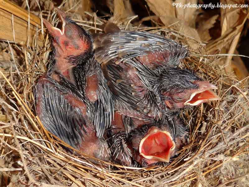 Baby Birds in Nest Nature, Cultural, and Travel Photography Blog