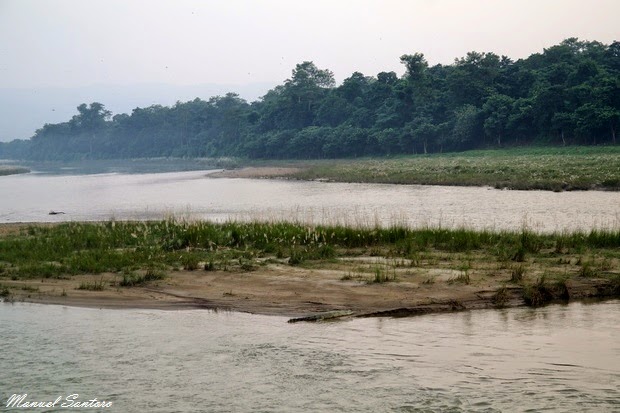 Sauraha, coccodrillo sul fiume Rapti Sauraha, coccodrillo sul fiume Rapti