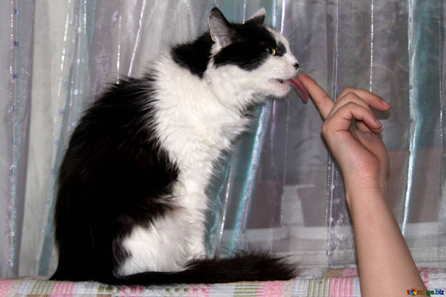 How to understand what your cat is saying to you