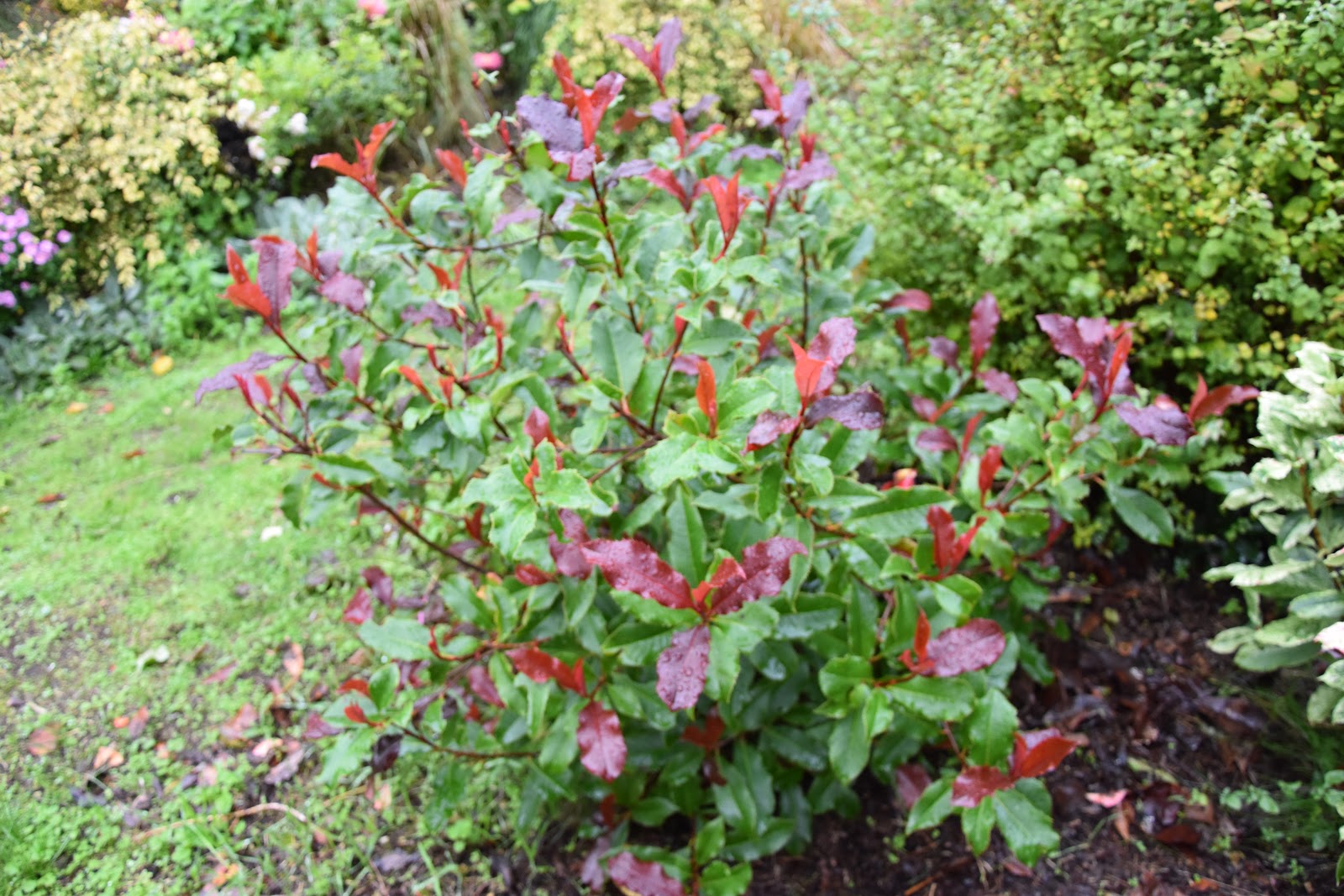 Le Douaire Ile De Vivre Tout Savoir Sur Le Photinia X Fraseri