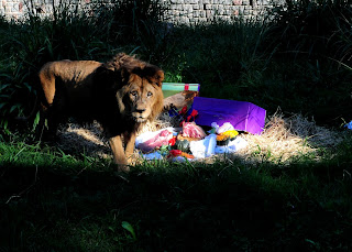 %253D%253FISO 8859 1%253FQ%253FGentileza Prensa Zoo de Buenos Aires%253D2C Quique en el d%253DEDa de%253F%253D%2509%253D%253FISO 8859 1%253FQ%253Fl Animal%253D2Ejpg%253F%253D 778765