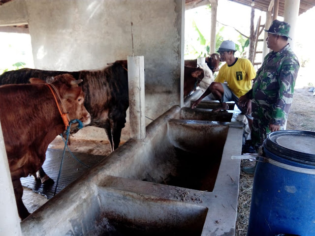 Hewan Korban Di Cek Langsung Oleh Satgas TMMD Reg 105 Kodim Klaten 