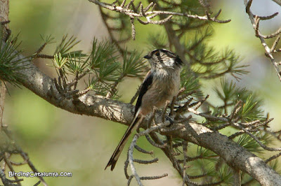 Mallerenga cuallarga (Aegithalos caudatus)