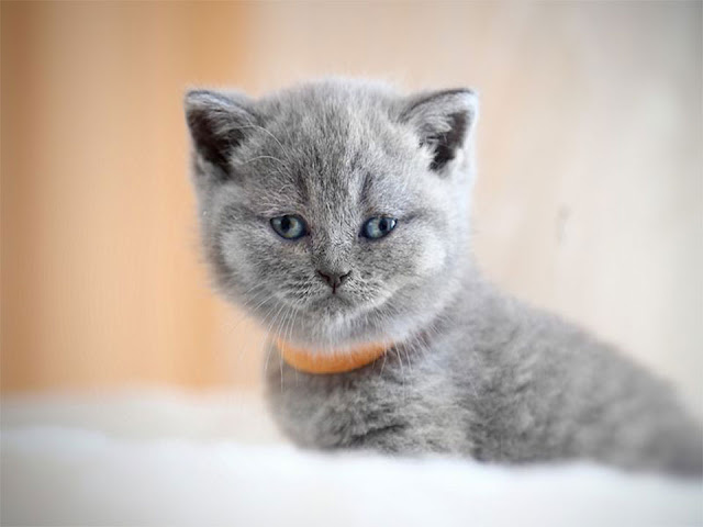 english shorthair, british shorthair kitten