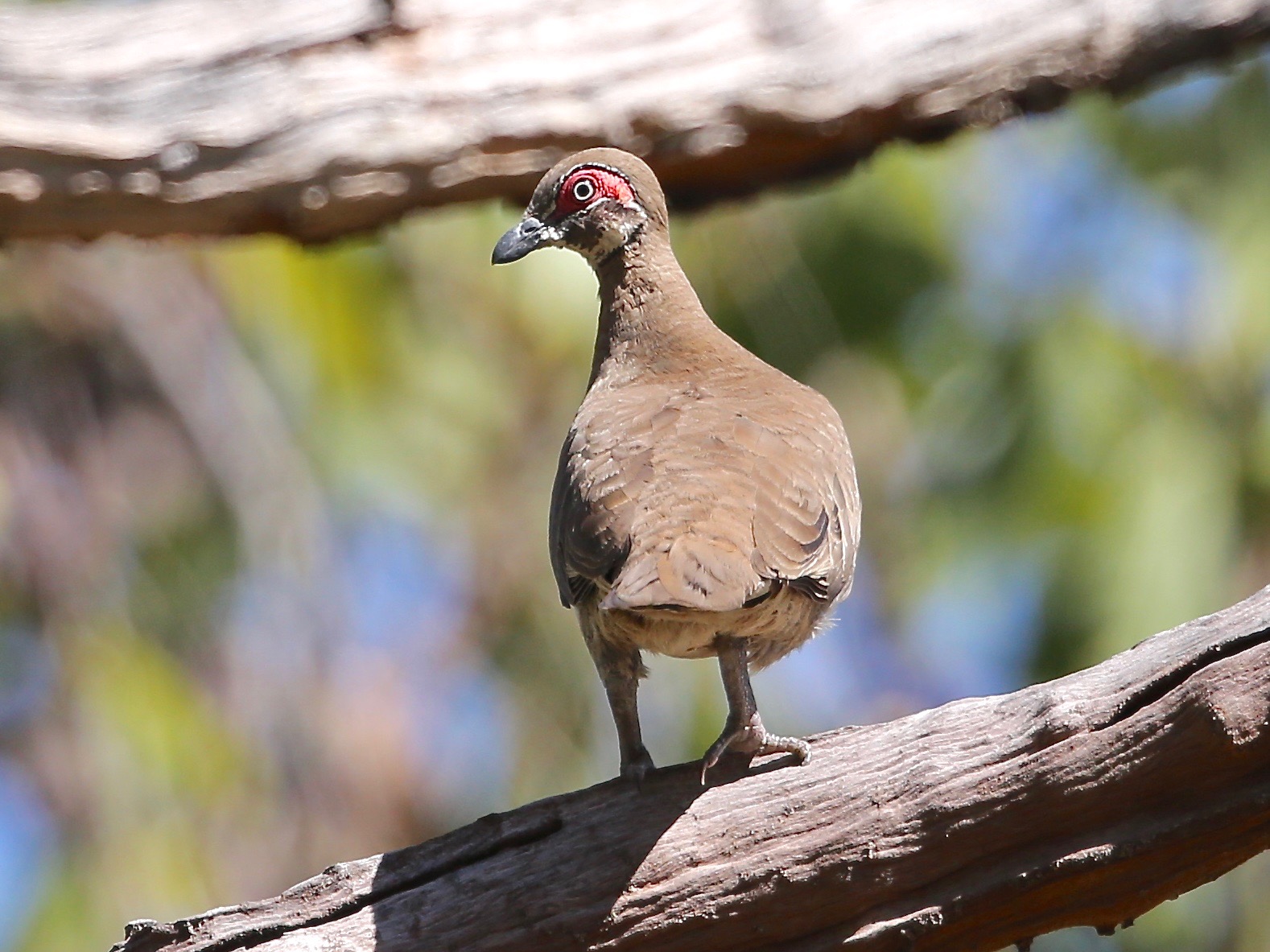 Avithera Partridge Pigeon