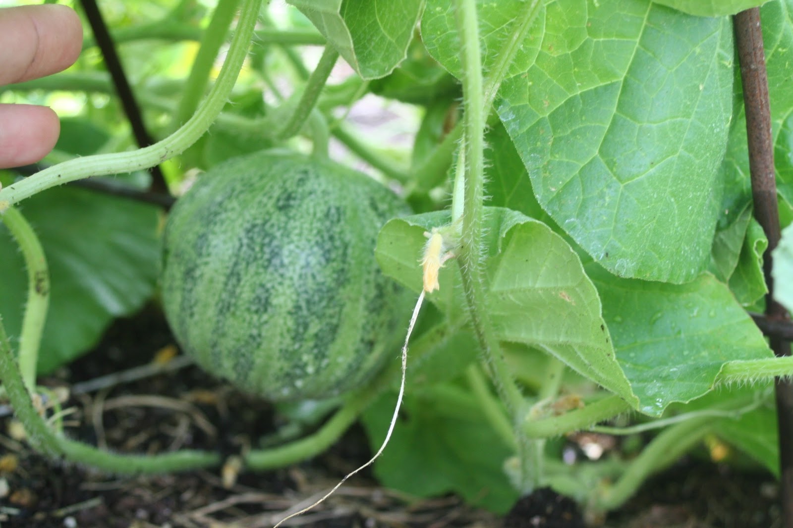Brooding On Growing Melons on a Trellis
