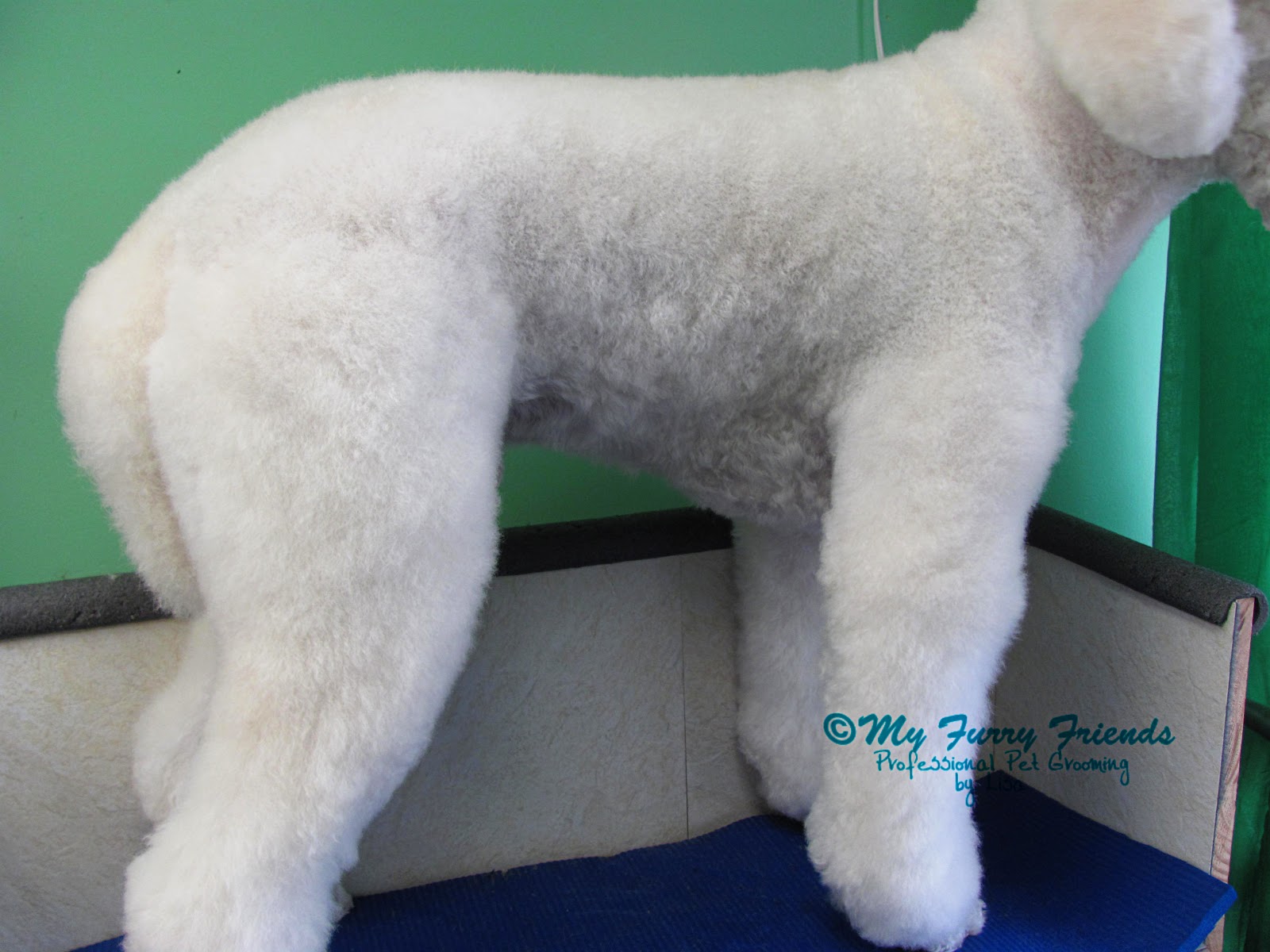 Poodle Lamb Cut Diagram