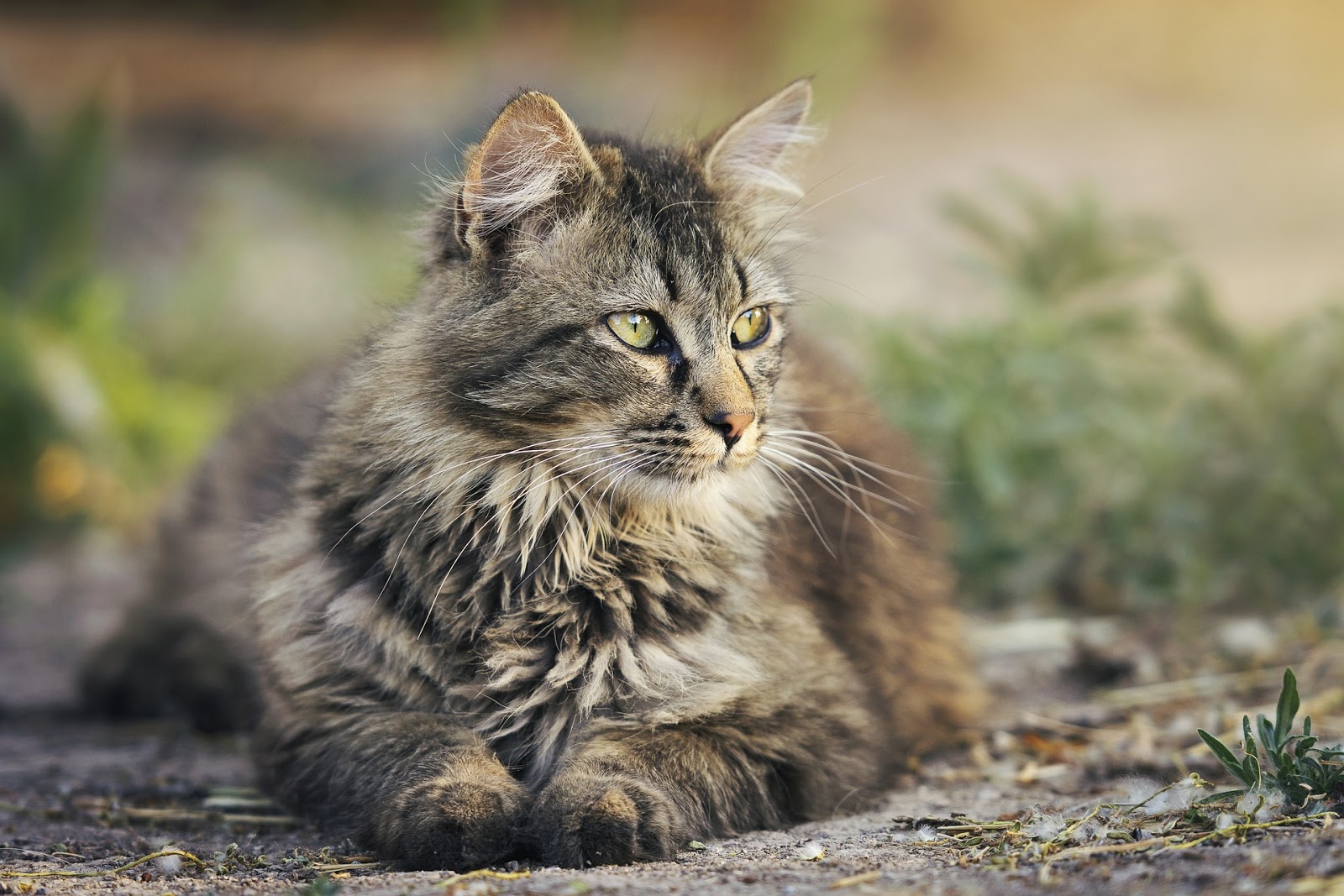 3 Reasons Why Your Cat Should NOT Be Allowed Outside - TheRider'sPets