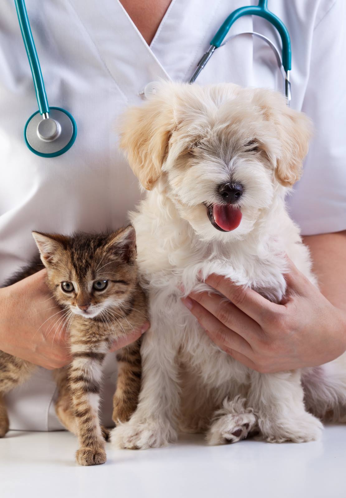 Pet Symptoms That Require An Emergency Vet Visit Holistic Vet and Pet