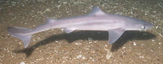 Spiny dogfish (Squalus acanthias).