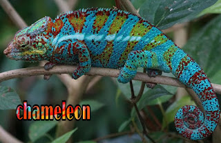 गिरगिट के बारे में हिन्दी में जानकारी-Chameleon Information In Hindi