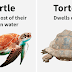 The Differences Between Similar Things, Animals, And Words That Most People Believe To Be Exactly The Same
