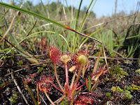 Meski Cantik, 10 Tanaman Ini Ternyata Pemakan Serangga yang Ganas