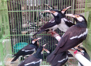 3 Ternak Menguntungkan Di Lahan Sempit Dengan Modal Kecil - bosskicau