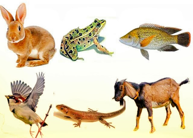 Klasifikasi Hewan Vertebrata Dan Invertebrata Beserta Penjelasannya Klasifikasi Hewan Vertebrata Dan Invertebrata Beserta Penjelasannya