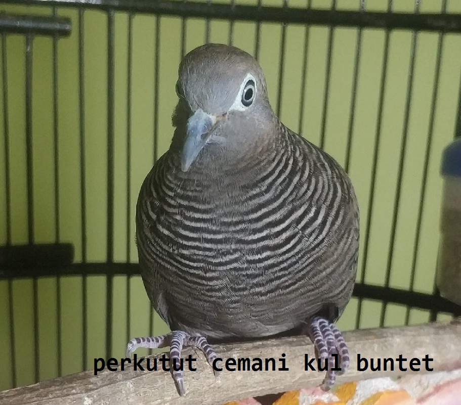 Jenis Burung Perkutut Dan Gambarnya Lengkap Dengan Katuranggannya Perkututpedia Com