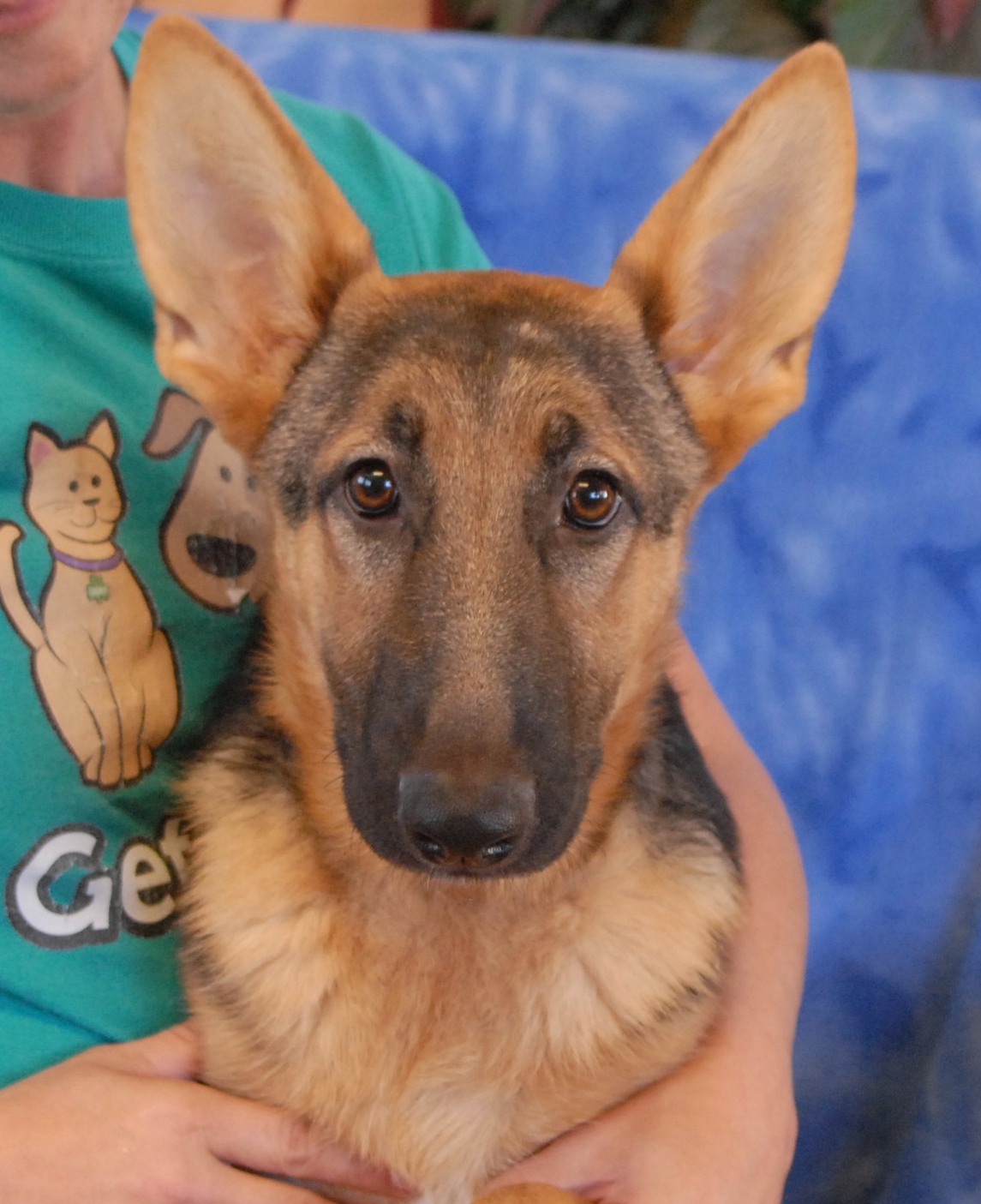 Colt, an adorable German Shepherd puppy debuting for adoption today.