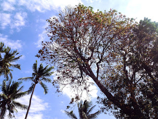 Kesambi Tree Or Schleichera Oleosa In The Dry Season, Banjar Kuwum, Ringdikit Village, North Bali, Indonesia