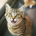 Специалисти разкриват тайни от "езика на котките"