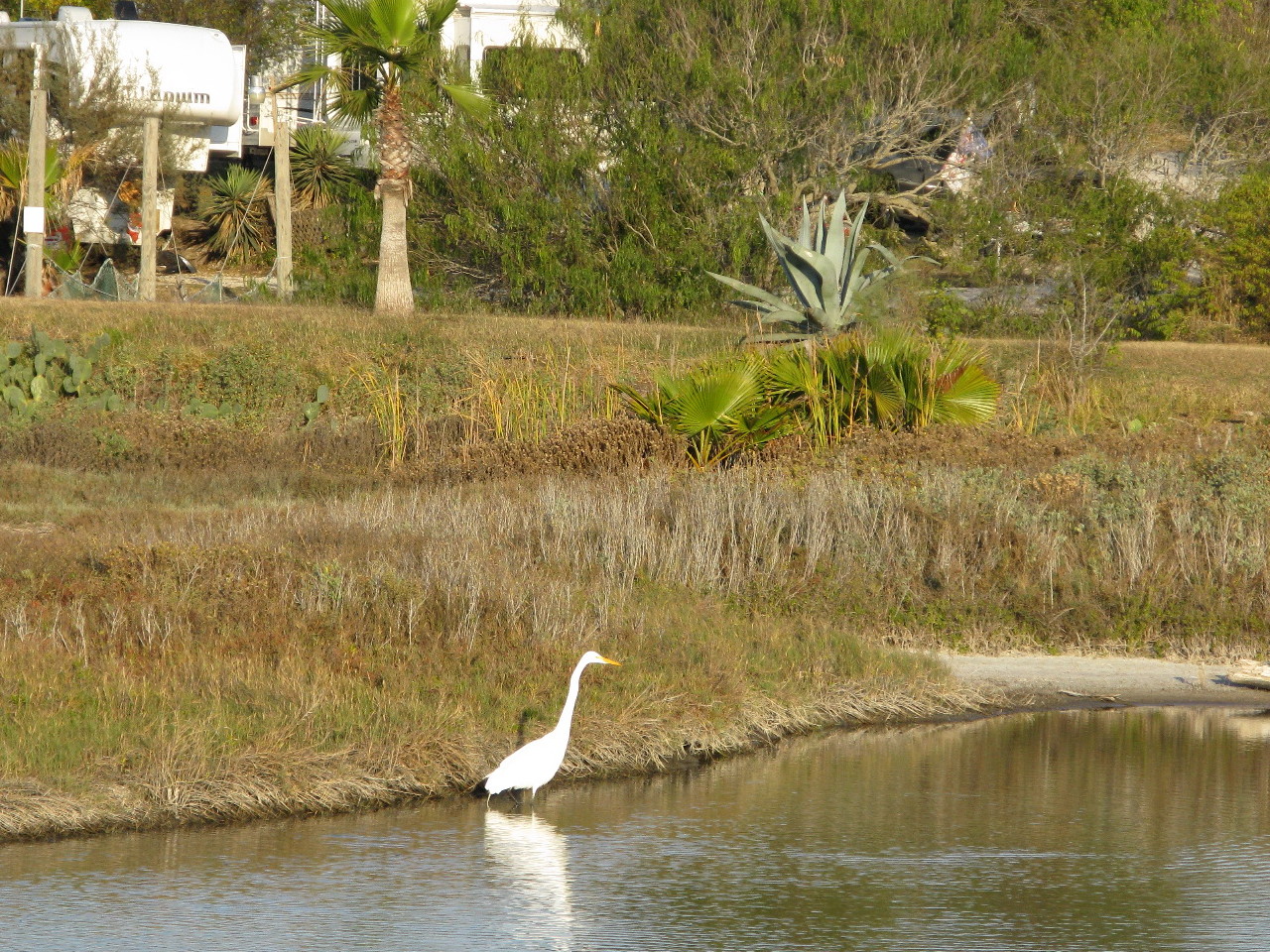 On to Texas Birds of Corpus Christi