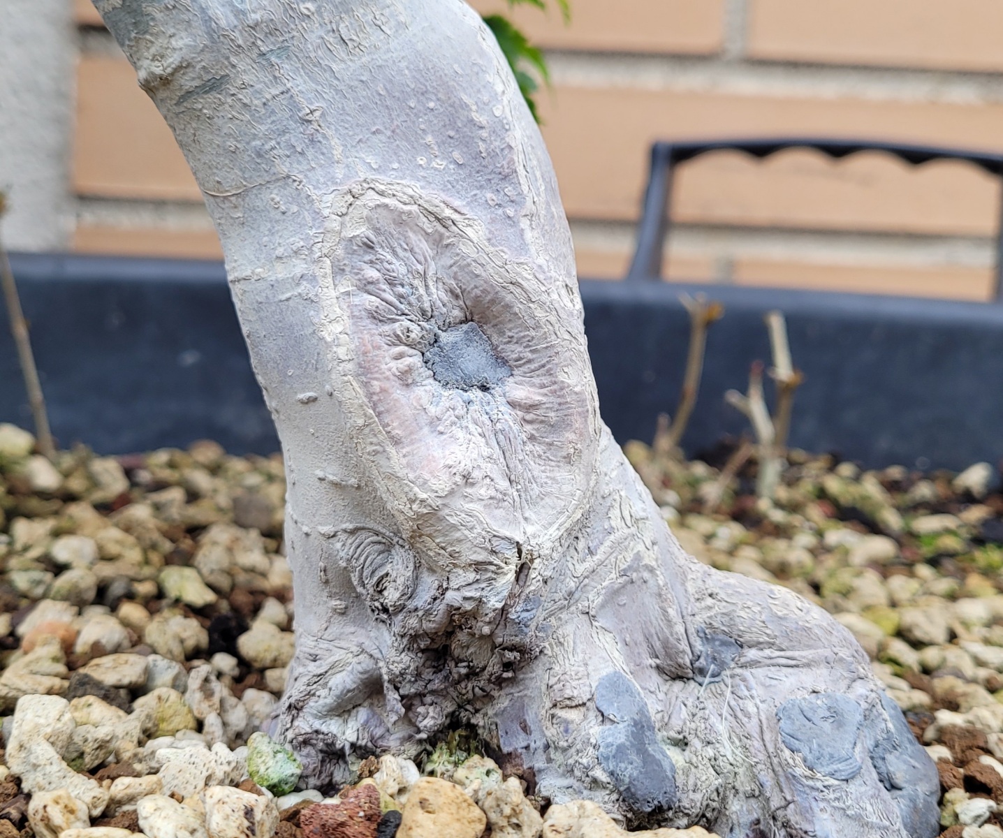 shishigashira - Acer palmatum shishigashira 20210409_125108