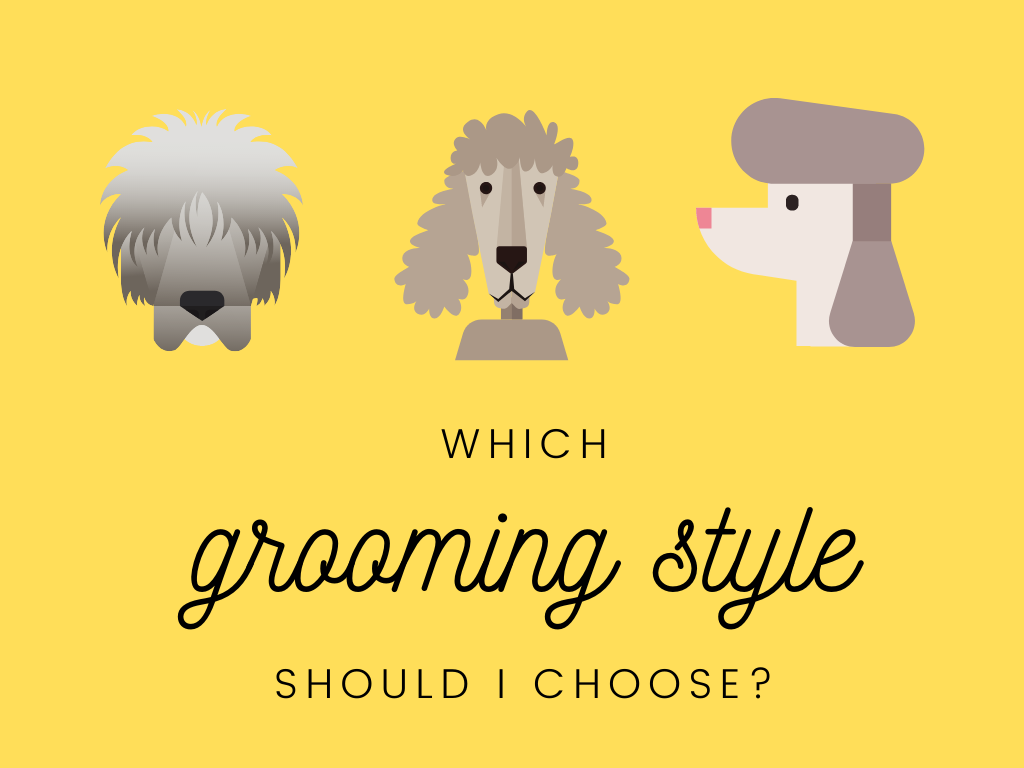 Choosing how you want your dog groomed Choosing how you want your dog groomed
