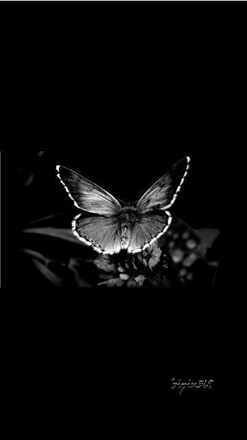 52 Black & White Mobile Wallpapers - Hottest Pictures & Wallpapers