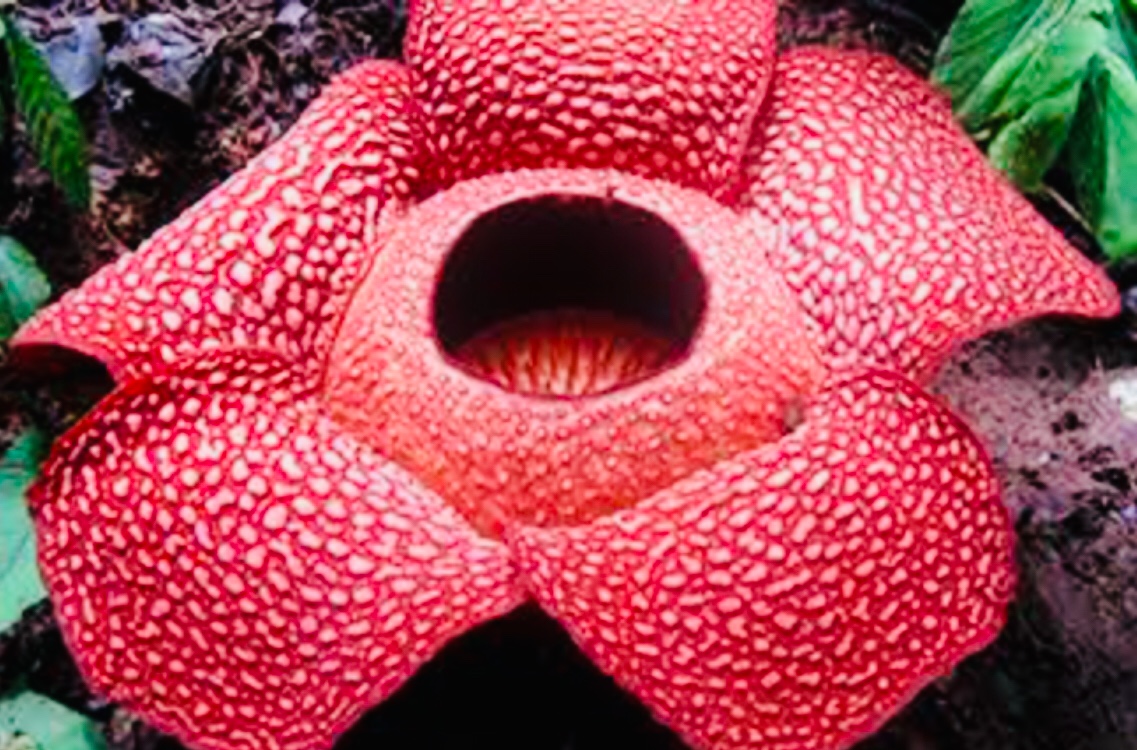 The largest flower in the world.