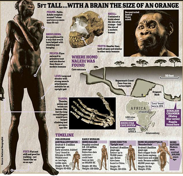 Hasta ahora los científicos pensaban que los restos de «Homo naledi» encontrados se remontaban a unos 2 millones de años atrás. Sin embargo, los nuevos estudios han demostrado que se trata de fósiles mucho más recientes, que ubican a la especie recientemente descubierta en una convivencia con el «Homo sapiens», posible responsable de su extinción.