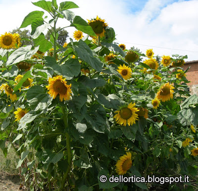 gelatina di tarassaco, confettura di rosa, confettura di ribes, lamponi, amarene, uva spina, piccoli frutti, ortica, oleolito di lavanda, oleolito di cipresso, oleolito di salvia, iperico, rosmarino, sali aromatizzati, timo issopo alloro maggiorana, ghirlande